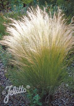 Stipa tenuissima